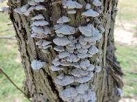 Schizophyllum commune image