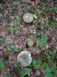 Russula cyanoxantha image