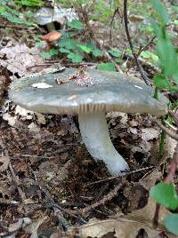 Russula cyanoxantha image