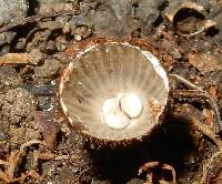 Cyathus striatus image