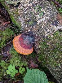 Fomitopsis pinicola image