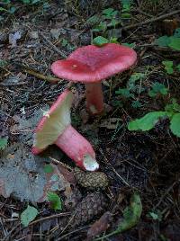 Russula sanguinaria image