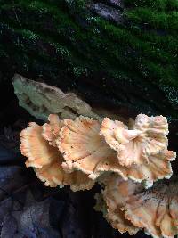 Laetiporus sulphureus image