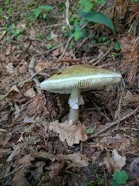 Amanita phalloides image