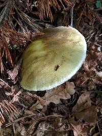 Amanita phalloides image