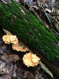 Laetiporus sulphureus image