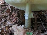 Amanita phalloides image