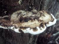 Ganoderma applanatum image