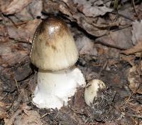 Amanita brunnescens image