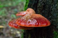 Fistulina hepatica image