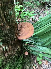 Ganoderma applanatum image