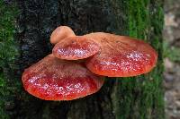 Fistulina hepatica image