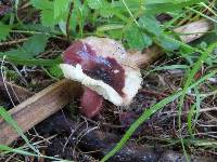 Image of Russula queletii