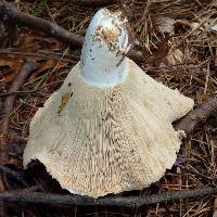 Russula brevipes image