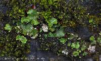 Peltigera venosa image