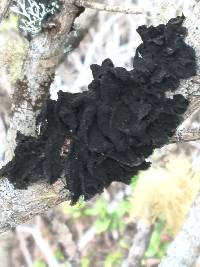 Collema furfuraceum image