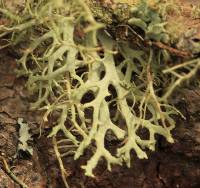 Evernia prunastri image