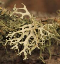 Evernia prunastri image