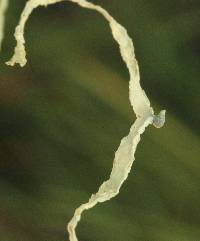 Ramalina leptocarpha image