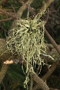 Ramalina leptocarpha image