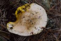 Amanita augusta image