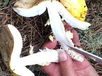 Amanita augusta image