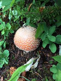 Amanita muscaria image