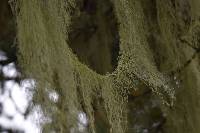 Ramalina menziesii image