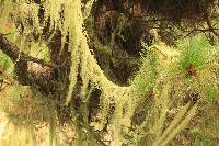 Ramalina menziesii image