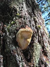 Fomitopsis pinicola image