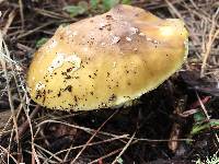 Amanita augusta image