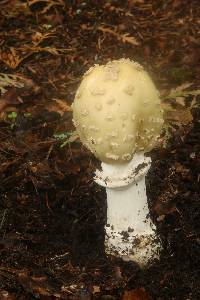 Amanita velatipes image