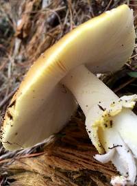 Amanita augusta image