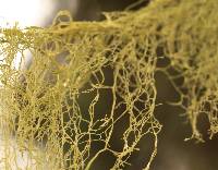 Ramalina menziesii image