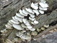 Schizophyllum commune image