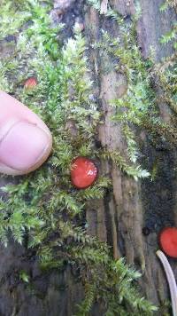Scutellinia scutellata image