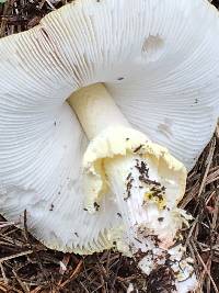 Amanita augusta image