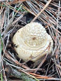 Amanita augusta image