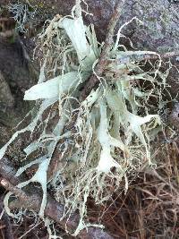 Ramalina leptocarpha image