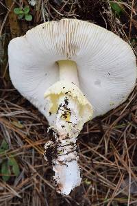 Amanita augusta image