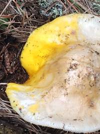 Amanita augusta image