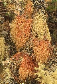 Usnea rubicunda image