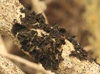 Collema furfuraceum image