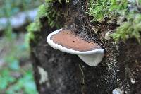 Ganoderma applanatum image