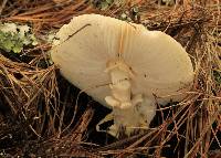 Amanita flavoconia image