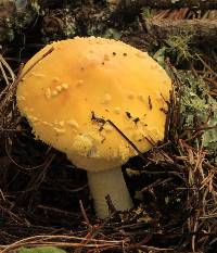 Amanita flavoconia image