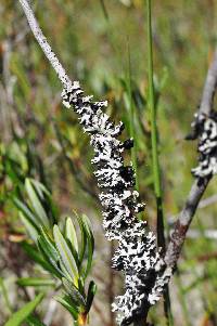 Hypogymnia physodes image