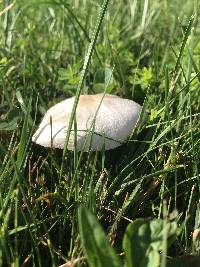 Agaricus silvicola image