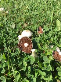 Agaricus silvicola image