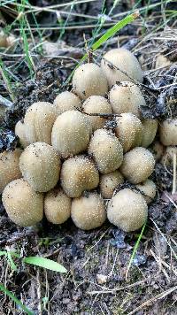 Coprinellus micaceus image